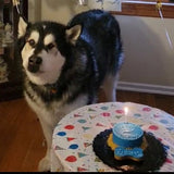 Dog Mini Cake