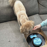 Dog Mini Cake