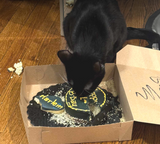 Circle Cat Cake